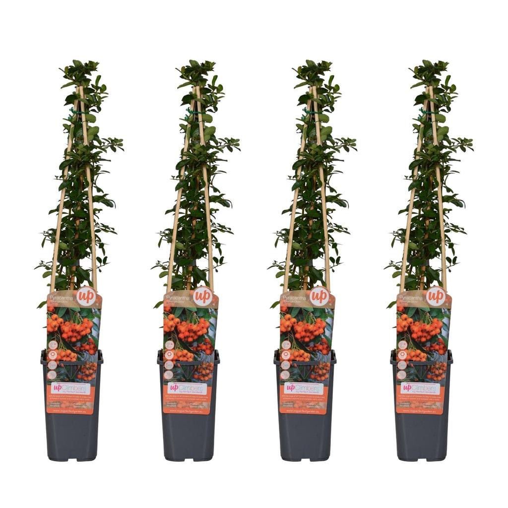 Feuerdorn Pyracantha 'Orange Glow' – Kletterstrauch – Ø15cm – ↕65cm – Frosthart, immergrün, leuchtend orange Beeren – Plant