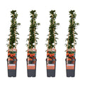 Feuerdorn Pyracantha 'Orange Glow' – Kletterstrauch – Ø15cm – ↕65cm – Frosthart, immergrün, leuchtend orange Beeren – Plant