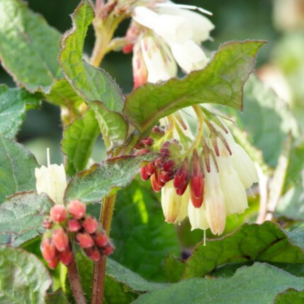 Symphytum grandiflorum – für Schatten & Halbschatten – Cremegelbe Blüten