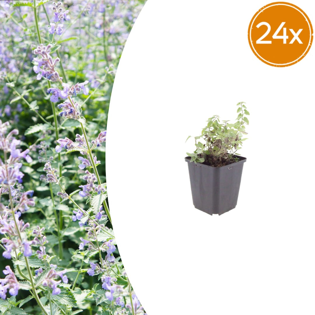 Nepeta faassenii Katzenminze – Ø9cm – Höhe 10-25cm – Lavendelblaue Blüten – Winterharte Staude – Für Beet, Rabatte & Bienenweide