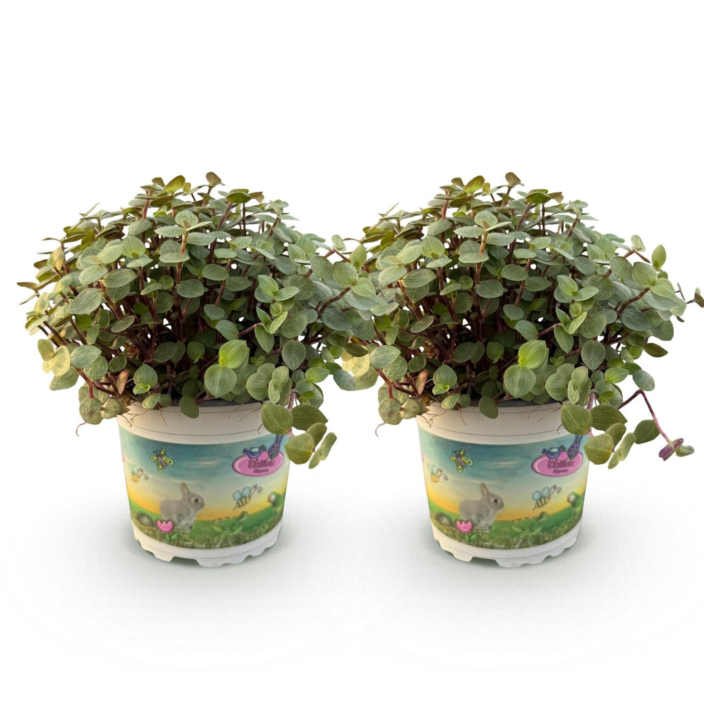 Kriechendes Schönpolster Callisia repens – Set – Ø12cm Höhe 17-20cm – Hängende grüne Zimmerpflanze – Haustierfreundlich & pflegeleicht