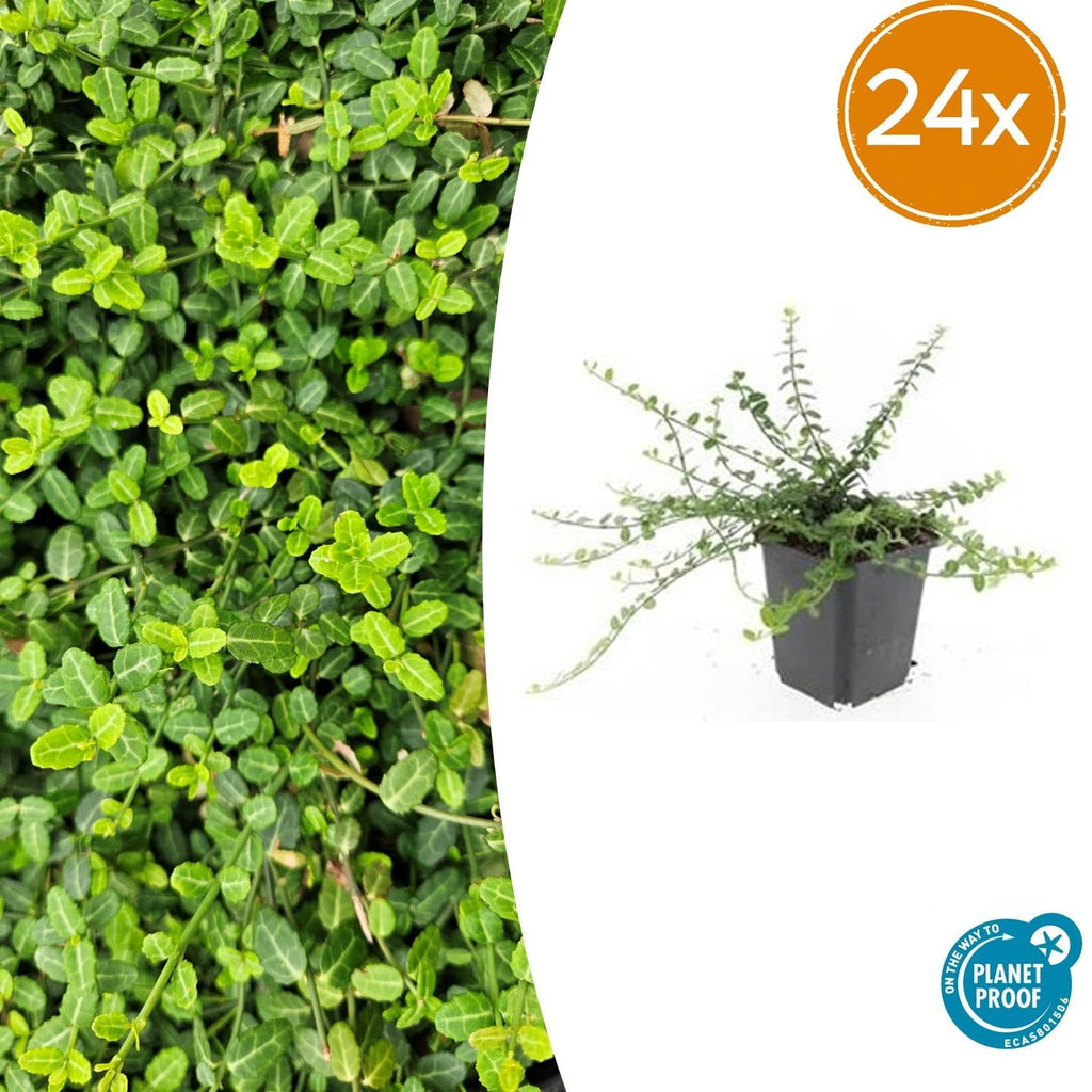 Kleinblättrige Teppichspindel – Euonymus fortunei 'Minimus' – ↕10-25cm – Ø9cm – Winterhart & Pflegeleicht – Herbstfärbung – Plant