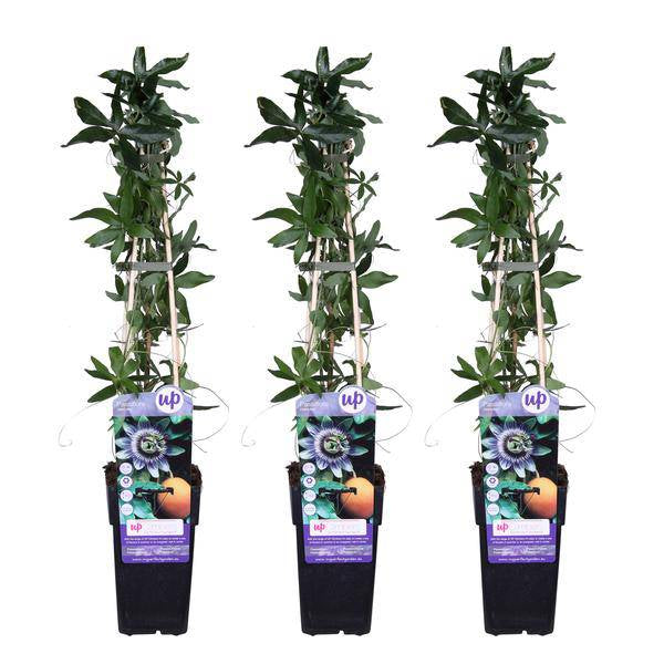 Blaue Passionsblume Passiflora caerulea Kletterpflanze Ø15cm ↕65cm – winterharte Pflanze für Garten, Balkon, Terrasse, Kübel & Beet online kaufen – Plant
