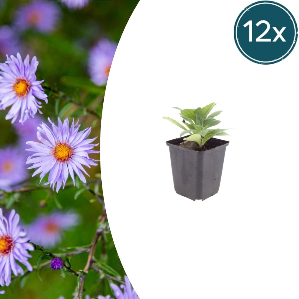 Aster frikartii Mönch – Sommeraster – 10-25cm – Ø9cm – Langblühende Staude für sonnige Beete – Bienenfreundliche Gartenpflanze