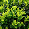 Japanischer Spindelstrauch Euonymus 'Green Spire' – Ø7cm – ↕15cm – Aufrechter, winterharter Zierstrauch für Garten, Terrasse & Hecke – Plant