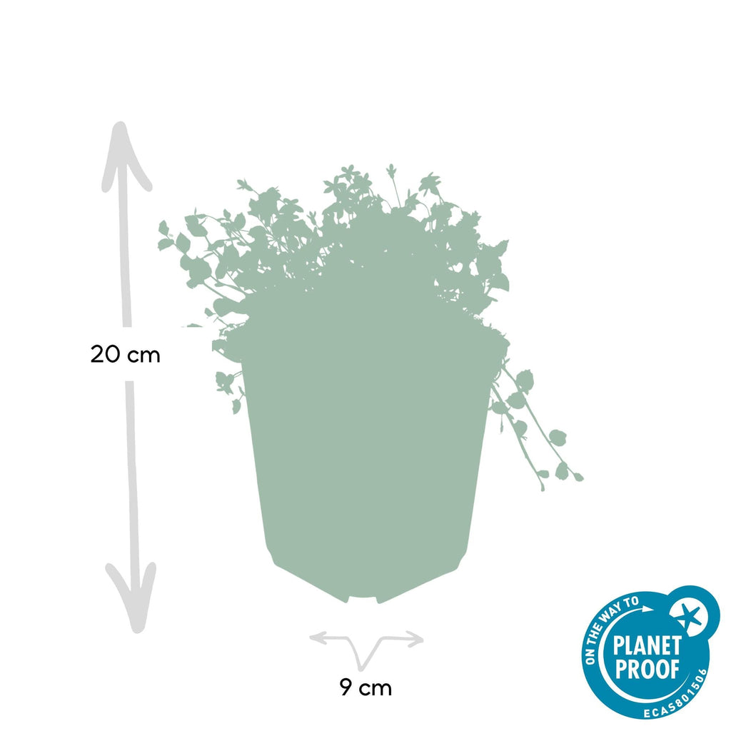 Blauer Bubikopf Isotoma fluviatilis – ↕10-25cm – Ø9cm – mit blauen Sternblüten – Plant