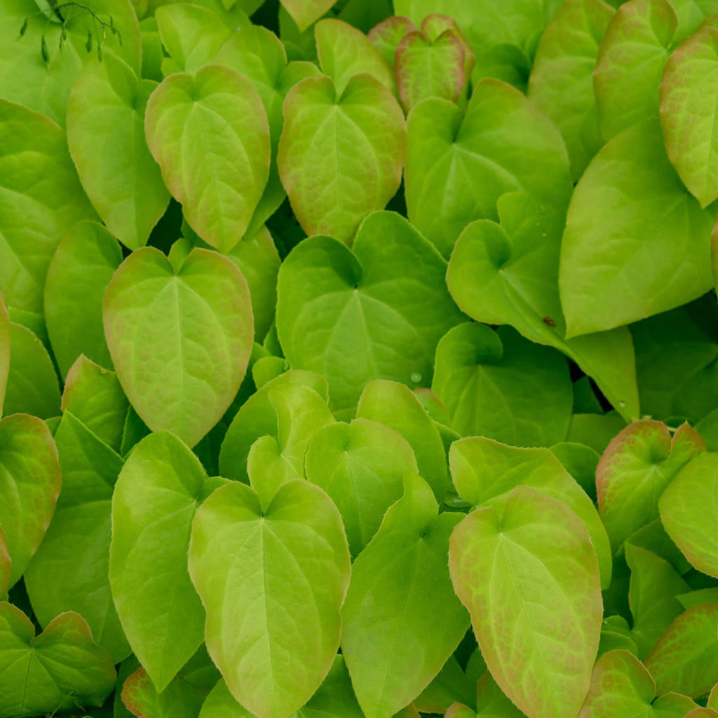 Elfenblume Epimedium rubrum – 10-25cm – Ø9cm – Winterharte Schattenstaude mit rotrosa Blüten – Bodendecker für Garten & Gehölzrand