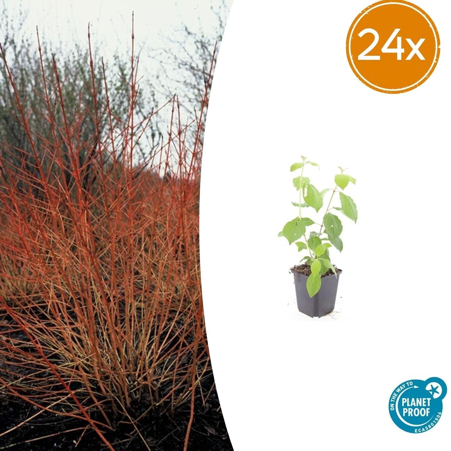 Roter Hartriegel – Cornus sanguinea 'Midwinter Fire' – ↑10-25cm – Ø9cm – Winterharter Zierstrauch, Leuchtende Zweige, Pflegeleicht – Plant