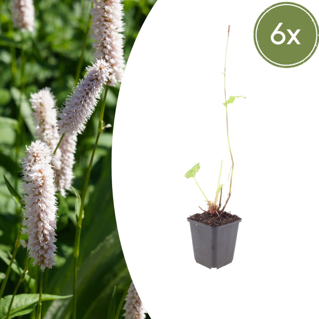 Persicaria bistorta Superba – Ø9cm – Höhe10-25cm – Rosa Blütenstaude für feuchte Beete & Teichrand – Bienenfreundlich winterhart