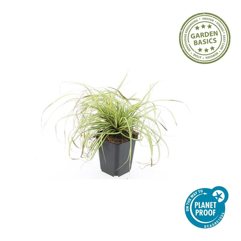 Gold Segge Carex oshimensis 'Evergold' – ↕10-25cm – Ø9cm – Immergrün – Pflegeleicht – Schattentauglich – Plant