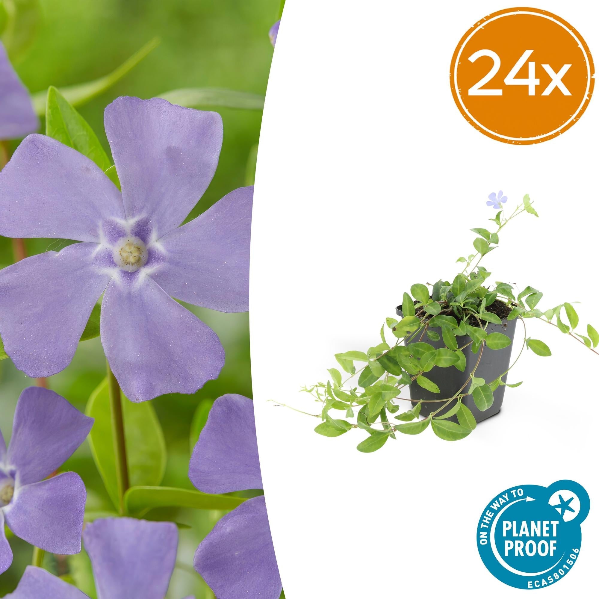 Kleines Garten Immergrün Vinca minor 'La Grave' – ↕10-25cm – Ø9cm – Plant