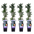 Blaue Passionsblume Passiflora caerulea Kletterpflanze Ø15cm ↕65cm – winterharte Pflanze für Garten, Balkon, Terrasse, Kübel & Beet online kaufen – Plant