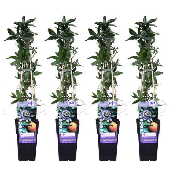 Blaue Passionsblume Passiflora caerulea Kletterpflanze Ø15cm ↕65cm – winterharte Pflanze für Garten, Balkon, Terrasse, Kübel & Beet online kaufen – Plant
