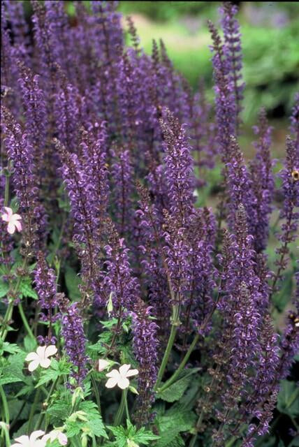 Blüten – Salbei Salvia nem. 'Mainacht' – ↕10-25cm – Ø9cm – Bienenfreundlich – Blau blühend – Sonniger Standort – Pflegeleicht – Plant