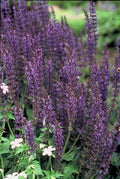 Blüten – Salbei Salvia nem. 'Mainacht' – ↕10-25cm – Ø9cm – Bienenfreundlich – Blau blühend – Sonniger Standort – Pflegeleicht – Plant