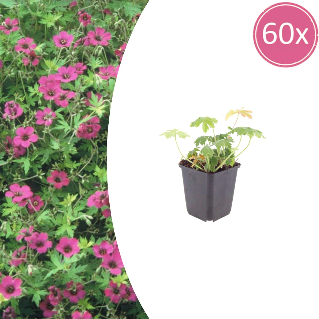 Geranium macrorrhizum Bevan's Variety – Ø9cm – Höhe 10-25cm – Winterharte Bodendecker Staude – Rosa Blüten – Pflegeleicht für Beet & Garten