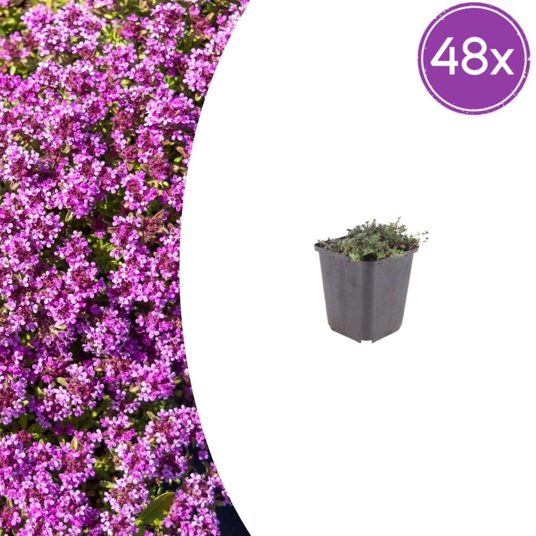 Thymian Thymus praecox Coccineus Bodendecker – Ø9cm – Höhe 10-25cm – Rosa Rot blühender Polsterthymian – Winterhart – Für Steingarten & Beet