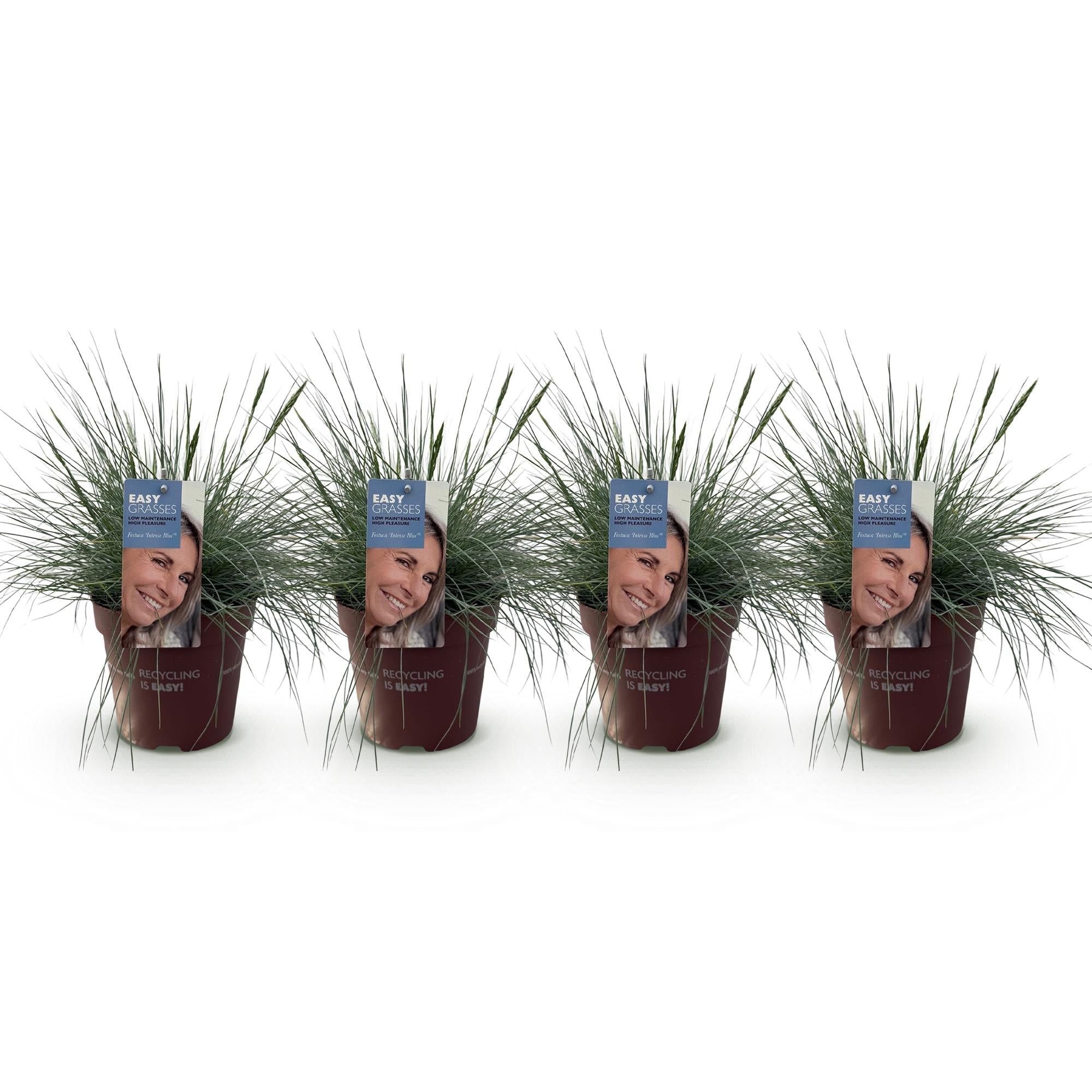 Blauschwingel Festuca glauca Intense Blue – Ø17cm – Immergrün – Pflegeleicht – Blaugrüne Ziergras – Höhe ca. 50cm – Plant