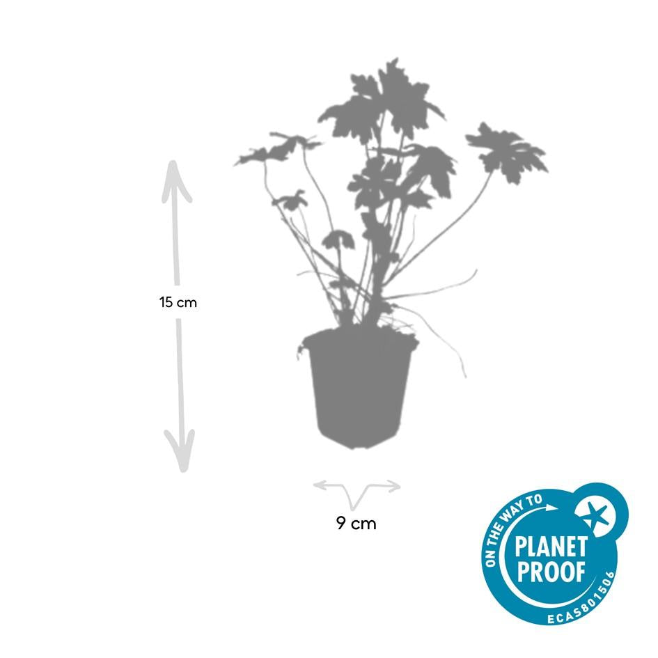 Balkan – Storchschnabel – Geranium macrorrhizum – Winterhart – Duftende Blätter – Ø9cm ↕10-25cm – Plant