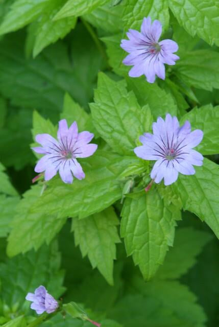Knotiger Storchschnabel Geranium nodosum – ↕10-25cm – Ø9cm – Winterharte Staude & Bodendecker – Tiefpurpurne Blüten – Plant