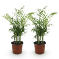 Chamaedorea elegans – Set – Ø12cm Höhe 35-40cm – Goldpalme mit feinen Wedeln – Haustierfreundliche luftreinigende Zimmerpflanze
