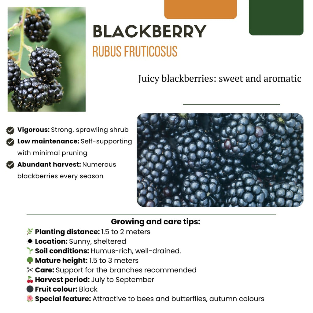 Bio Brombeere Rubus fruticosus – Biologische Brombeersträucher – Ø13cm – ↕20cm – Frostbeständig & Reichtragend – Plant