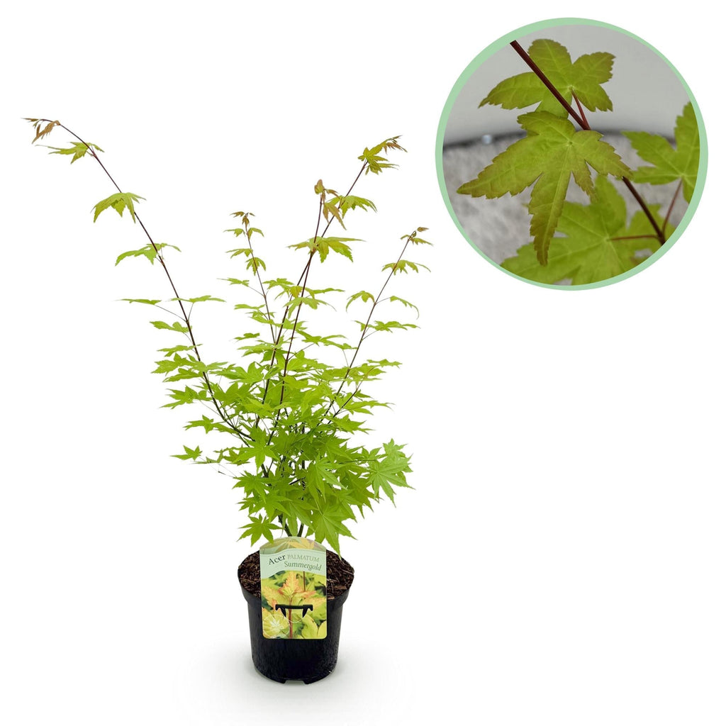 Japanischer Ahorn – Acer palmatum 'Summergold' – ca. 70cm hoch – Ø19cm – goldgelbes Laub – Balkon – & Gartenpflanze – Plant
