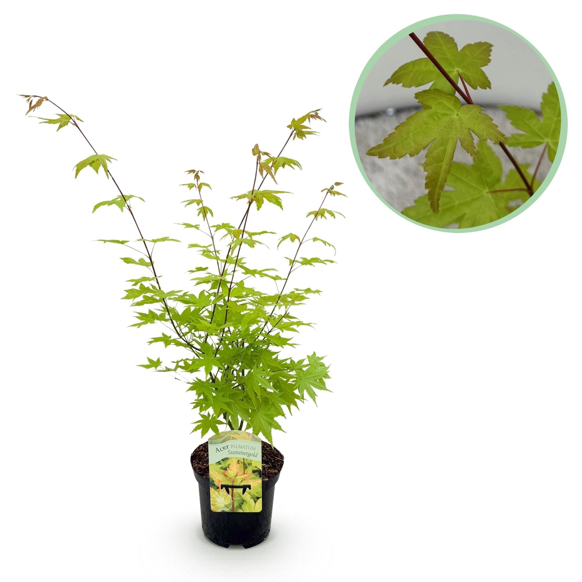 Japanischer Ahorn – Acer palmatum 'Summergold' – ca. 70cm hoch – Ø19cm – goldgelbes Laub – Balkon – & Gartenpflanze – Plant