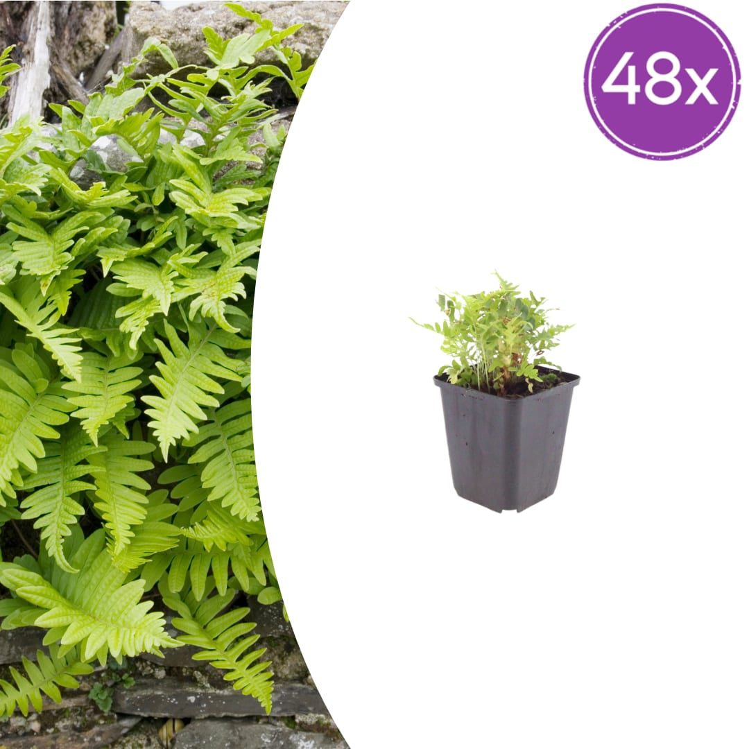 Polypodium vulgare Farn – Ø9cm – Höhe 10-25cm – Immergrüner Gartenfarn für Schattenbeet, Unterpflanzung & Naturgarten