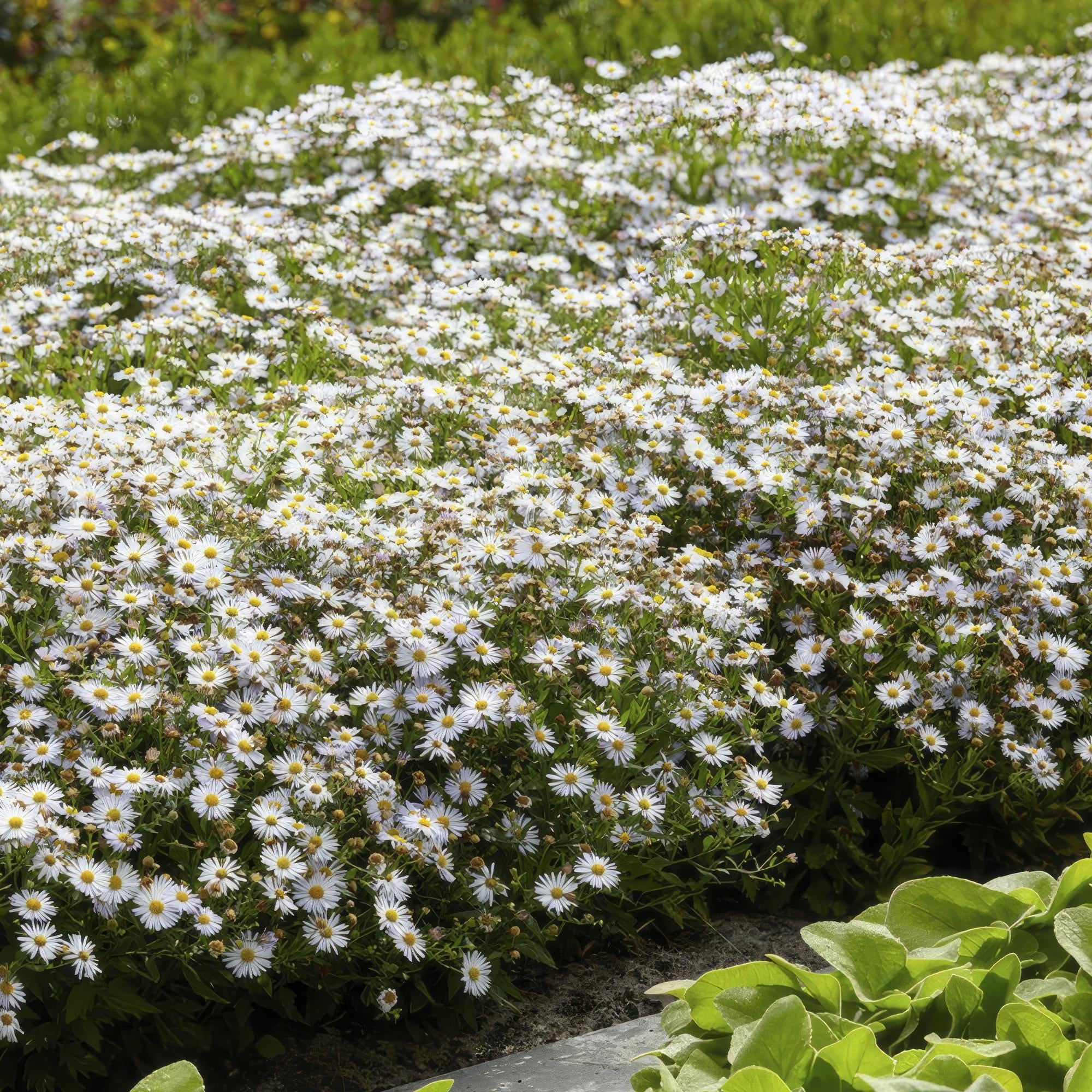 Wildaster Aster ageratoides 'Ashvi' – ↕10-25cm – Ø9cm – Weiße Herbstblüte – Pflegeleicht – Sonne – Plant