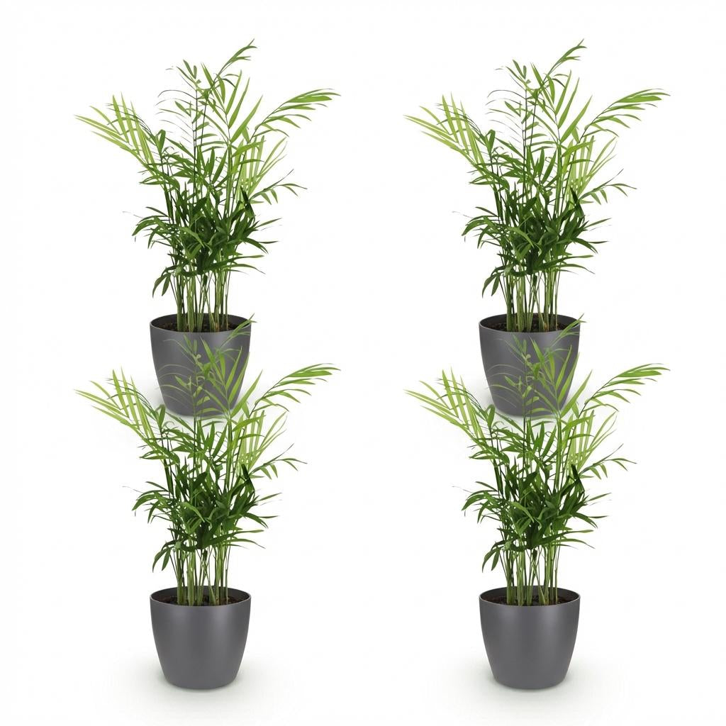 Chamaedorea elegans Pflanzen Mit Grauem Topf Ø12cm Höhe ca.15cm Goldpalme Haustierfreundlich Luftreinigend Pflegeleicht Für Zimmer Büro &
