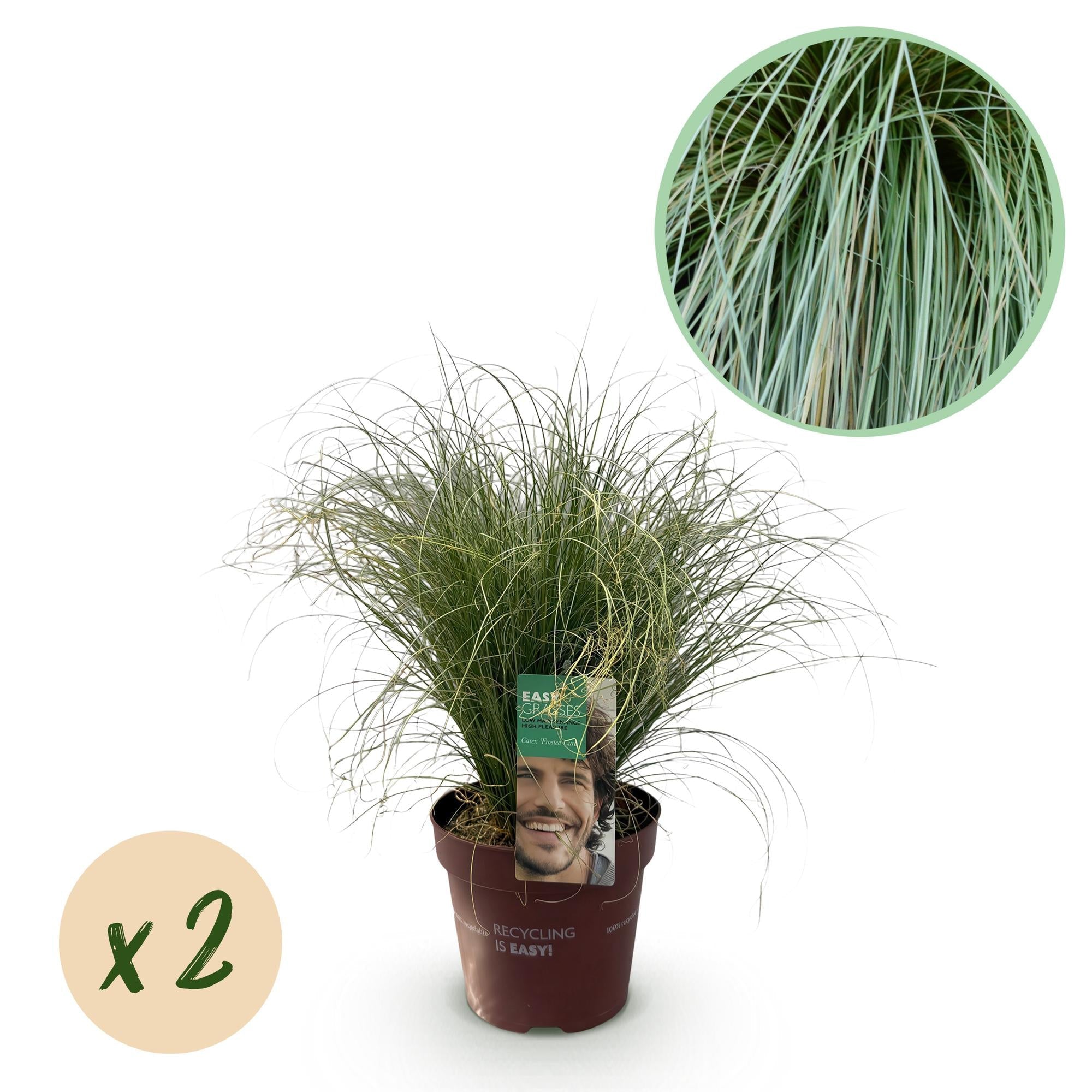 Neuseeland Segge Carex comans Frosted Curls – Ø17cm – Immergrün – Pflegeleicht – Elegantes Ziergras mit silbernem Glanz – Höhe ca. 50cm – Plant