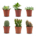 Kakteen & Sukkulenten Mix – Ø5,5cm – Höhe 5-10cm – Echte Mini Kakteen & Sukkulenten – Pflegeleichte Zimmerpflanzen für Deko & Geschenk