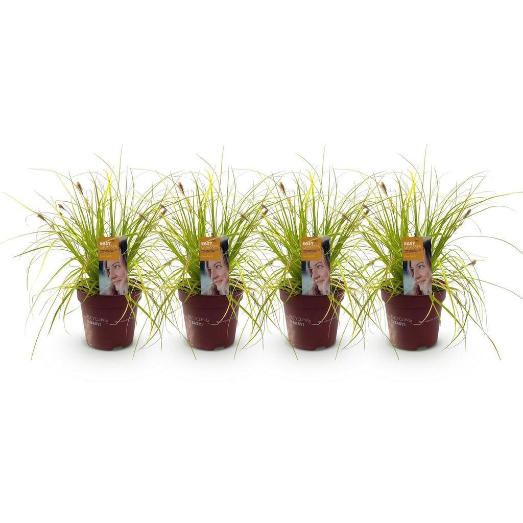 Japansegge Carex oshimensis Everillo – Ø17cm – Immergrün – Pflegeleicht – Leuchtend gelbe Blätter – Ziergras Höhe ca. 50cm – Plant