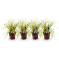 Japansegge Carex oshimensis Everillo – Ø17cm – Immergrün – Pflegeleicht – Leuchtend gelbe Blätter – Ziergras Höhe ca. 50cm – Plant