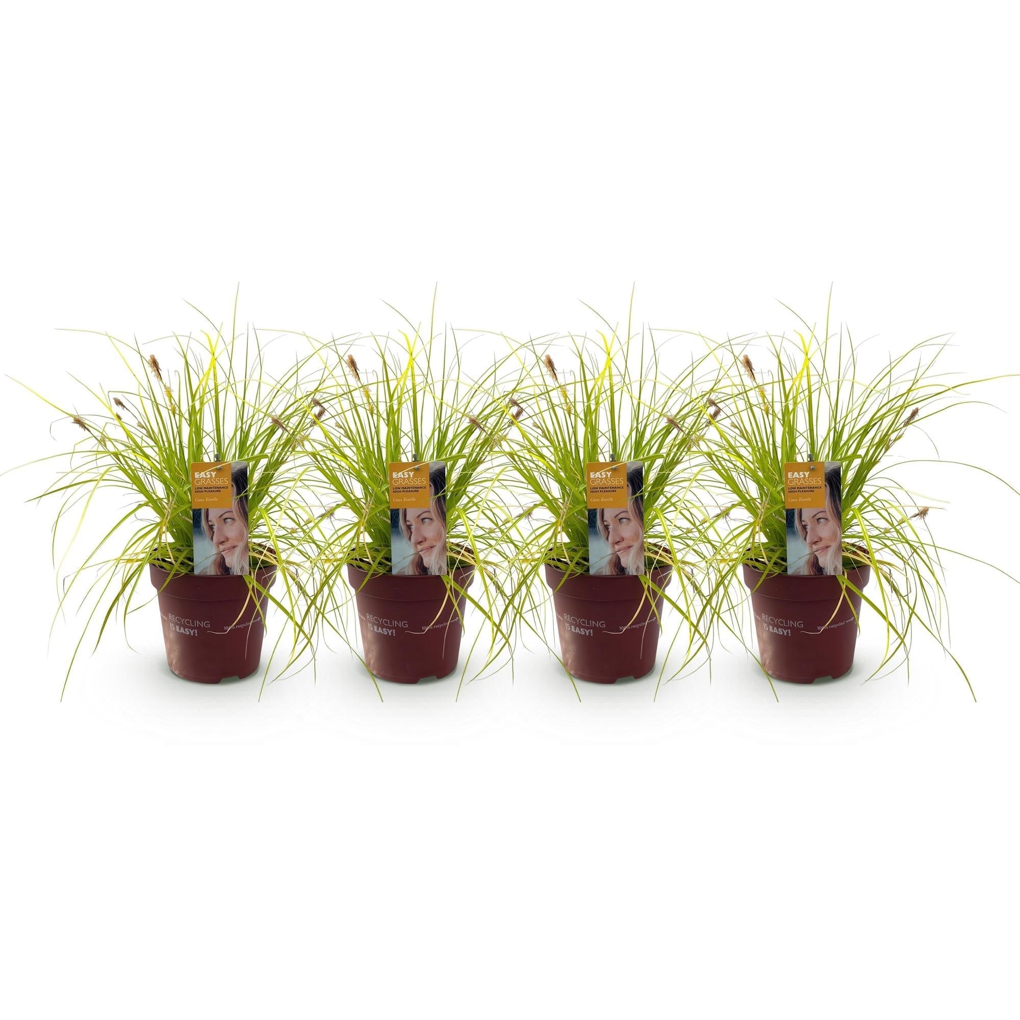 Japansegge Carex oshimensis Everillo – Ø17cm – Immergrün – Pflegeleicht – Leuchtend gelbe Blätter – Ziergras Höhe ca. 50cm – Plant