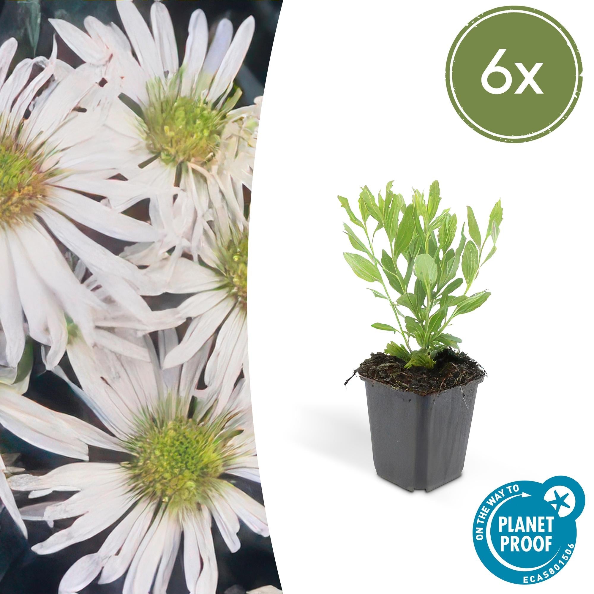 Wildaster Aster ageratoides 'Ashvi' – ↕10-25cm – Ø9cm – Weiße Herbstblüte – Pflegeleicht – Sonne – Plant