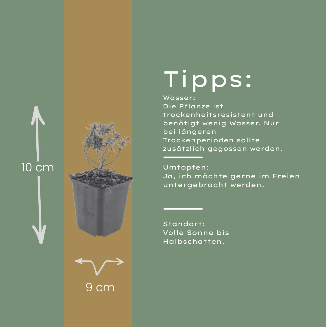 Iberis sempervirens Schneeflocke – Ø9cm – Höhe 10-25cm – Winterharte Bodendecker Staude – Weiße Frühlingsblüte – Immergrün für Beet & Steingarten