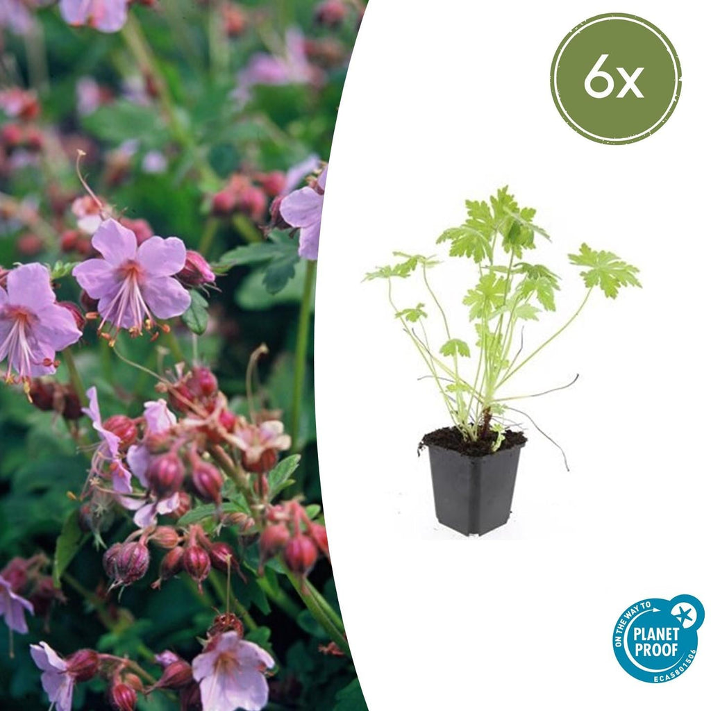 Balkan – Storchschnabel – Geranium macrorrhizum – Winterhart – Duftende Blätter – Ø9cm ↕10-25cm – Plant