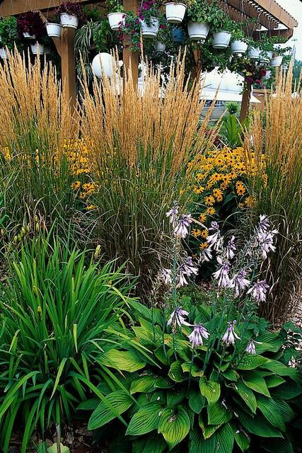 Sandrohr – Calamagrostis acutiflora 'Karl Foerster' – ↕10-25cm – Ø9cm – winterhartes Ziergras, aufrecht wachsend – Plant