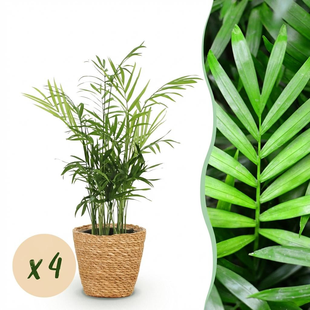 Chamaedorea Elegans Goldpalme Zimmerpflanze inkl. Naturkorb