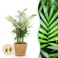 Chamaedorea Elegans Goldpalme Zimmerpflanze inkl. Naturkorb
