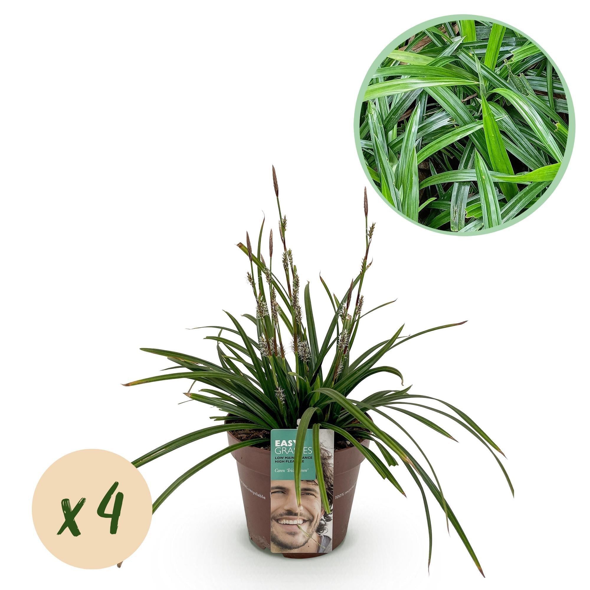 Carex morrowii Irish Green – 17cm – ca. 50cm hoch – Immergrüne Grünblättrige Segge – Pflegeleichtes Ziergras für Garten, Terrasse & Balkon – Plant