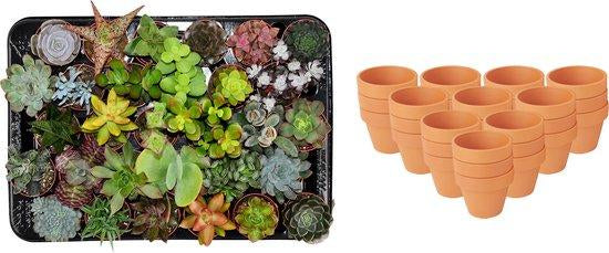 Sukkulenten Mix – Ø8,1cm Terrakottatöpfe – Höhe 5-10cm – Pflegeleichte Zimmerpflanzen – Ideal für Fensterbank Büro & Wohnraum