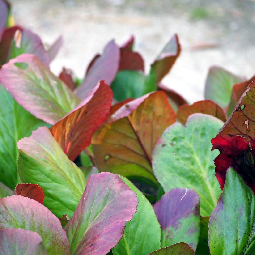 Schusterblume Bergenia cordifolia – 10-25cm – Ø9cm – Immergrüne Staude mit rosa Blüten