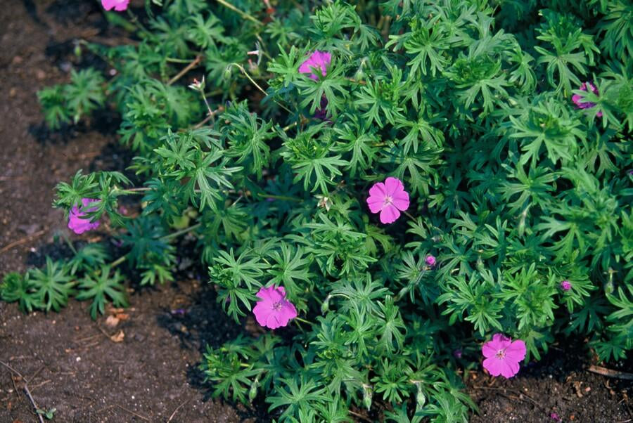 Blut – Storchschnabel Geranium 'Tiny Monster' – ↕10-25cm – Ø9cm – Kompakte, sommerblühende Staude für Beet, Kübel & Bodendecker – Plant