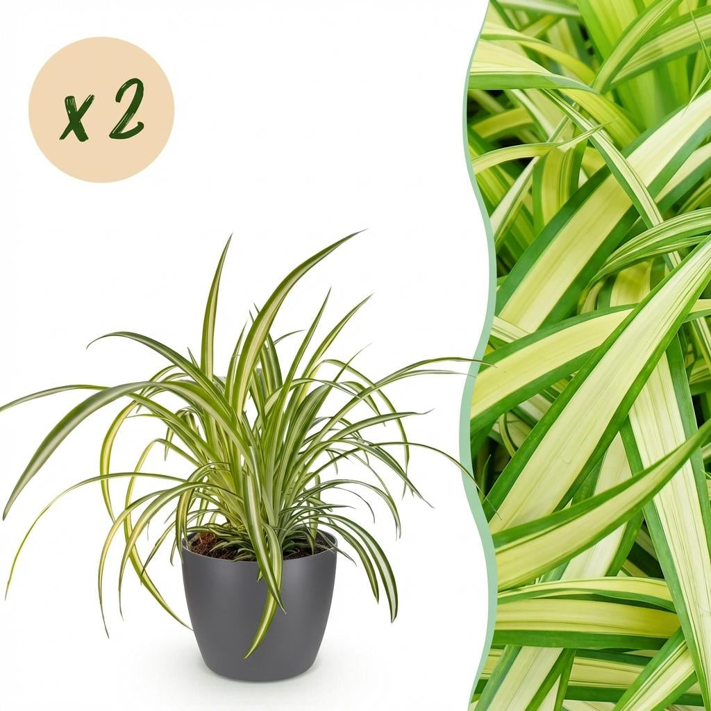 Chlorophytum comosum Variegatum Pflanzen Mit Grauem Topf Ø12cm Höhe ca.20cm Bunte Graslilie Haustierfreundlich Luftreinigend Für Zimmer