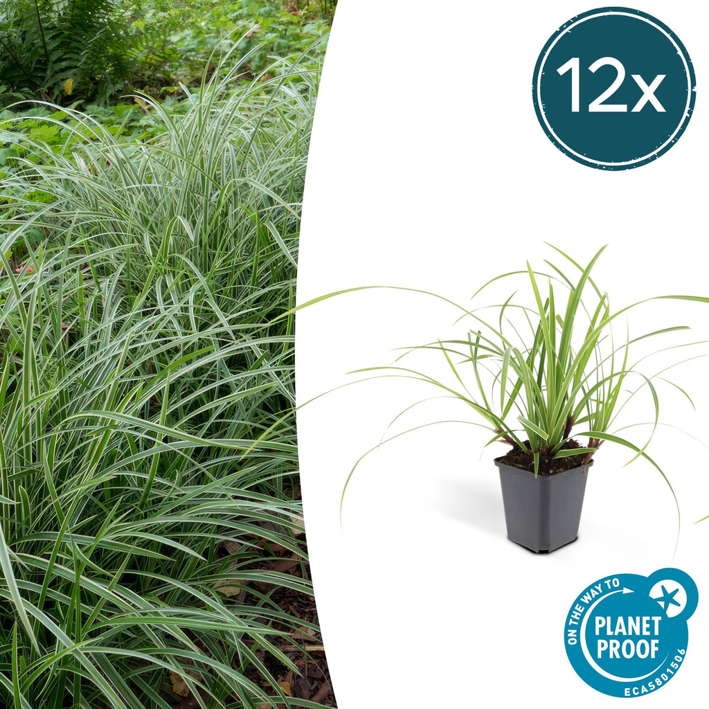 Weißrandige Segge Carex morrowii 'Ice Dance' – ↕10-25cm – Ø9cm – für Sonne & Schatten – Pflegeleicht – Plant