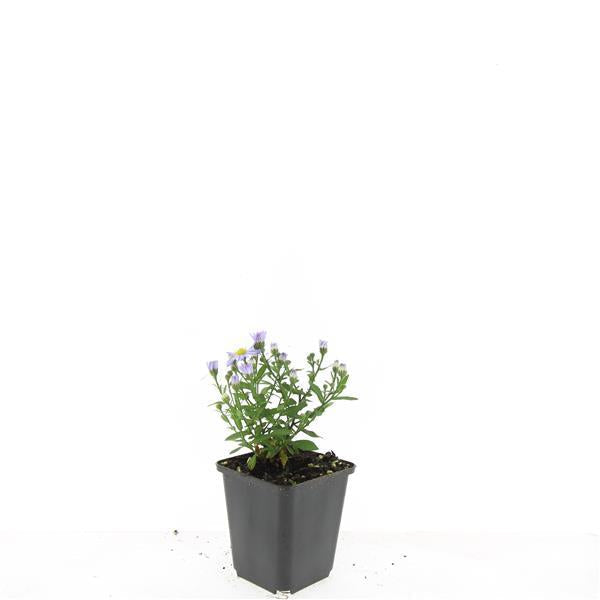 Kissen – Aster (D) 'Prof. Anton Kippenberg' – ↕10-25cm – Ø9cm – Lila Herbstblüte – Pflegeleicht – Beete & Töpfe – Plant