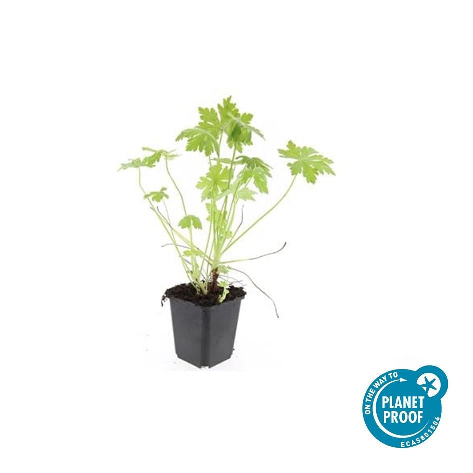 Balkan – Storchschnabel – Geranium macrorrhizum – Winterhart – Duftende Blätter – Ø9cm ↕10-25cm – Plant